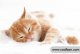 How to prevent kittens from getting sick?