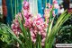 6 kinds of flowers suitable for indoor cultivation