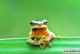 How to raise tree frogs?