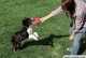 Tại sao phải đánh một con chó khi huấn luyện nó?