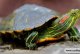 How to feed Brazilian red-eared turtles?