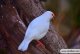 如何饲养白文鸟？