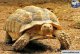 如何饲养苏卡达陆龟？