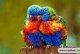 如何饲养彩虹吸蜜鹦鹉？