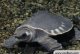 What is the breeding environment like for pig-nosed turtles?