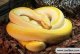 How to Raise a Golden Python