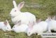 How to raise Japanese big-eared rabbits?