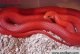 How to feed corn snakes?